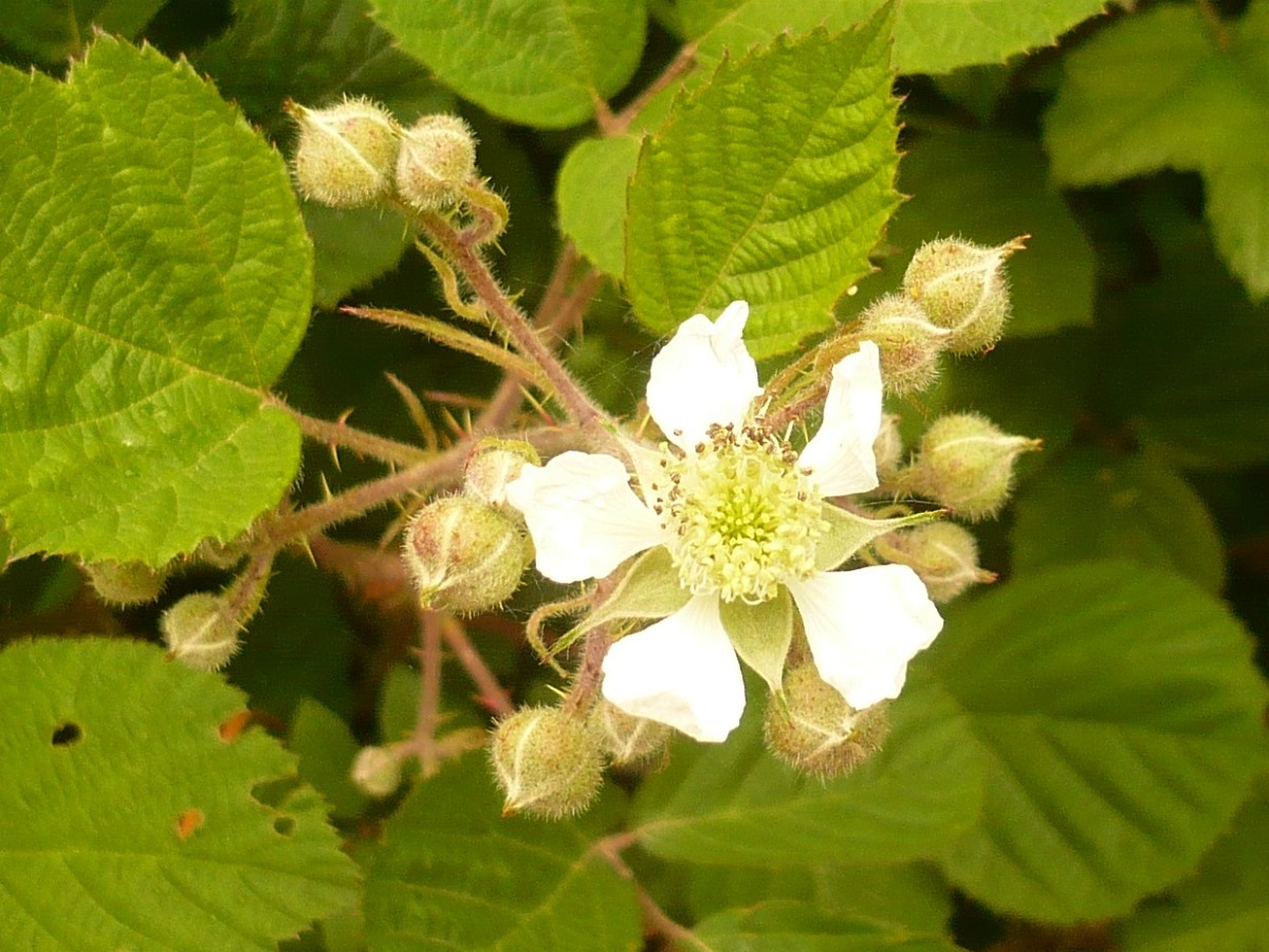 Rubus glandulosus (Rosaceae)